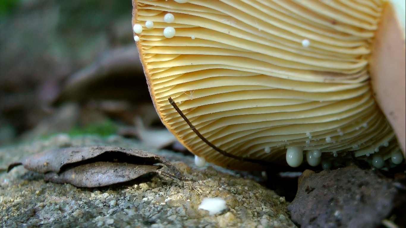 Mushrooms of Sardinia